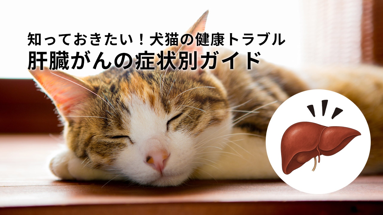知っておきたい! 犬猫の健康トラブル、肝臓がんの症状別ガイド