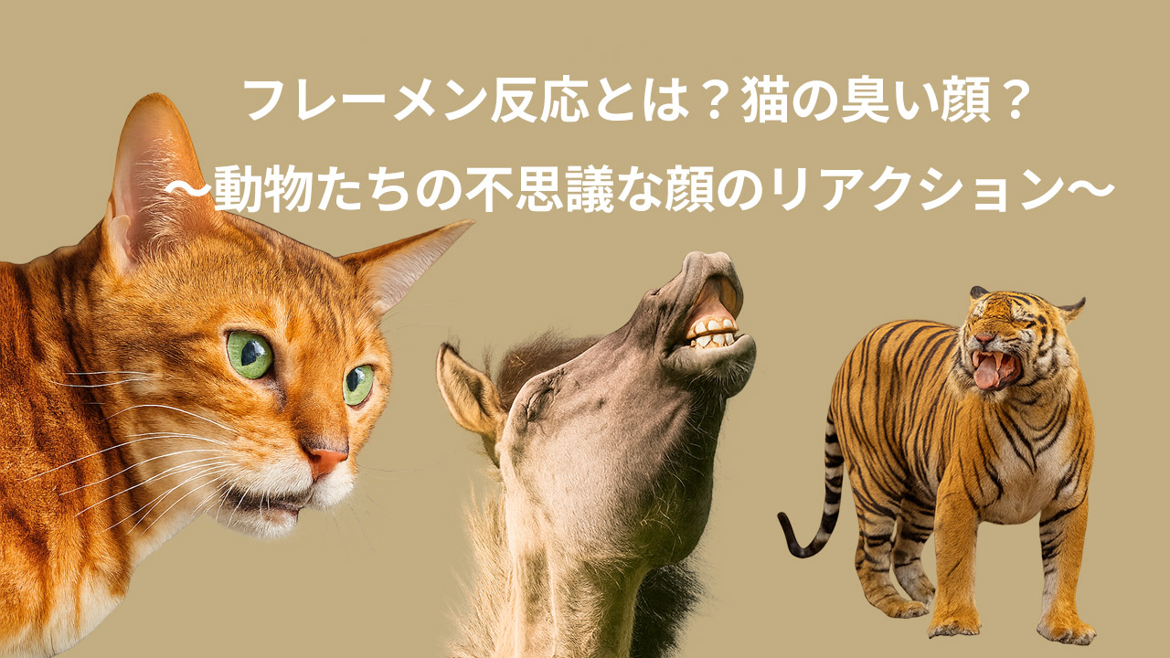 フレーメン反応とは?動物たちの不思議な顔リアクション