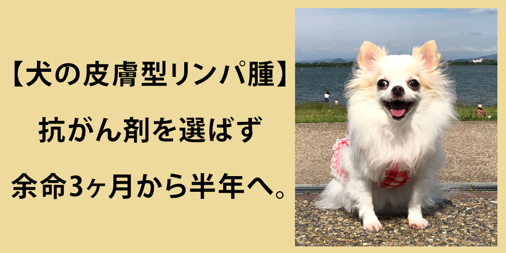 【犬の皮膚型リンパ腫】抗がん剤を選ばず余命3ヶ月から半年へ。チワワの笑顔を守ったコルディと免疫ケアの記録